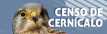 Censo de cernícalos
